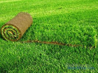 Travnjak trava u rolama, cijene za valjane trave, koji travnjak travu kupiti u Moskvi