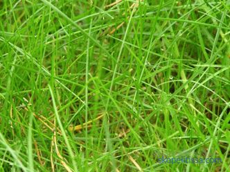 opis, značajke, karakteristike travnjaka za lijene